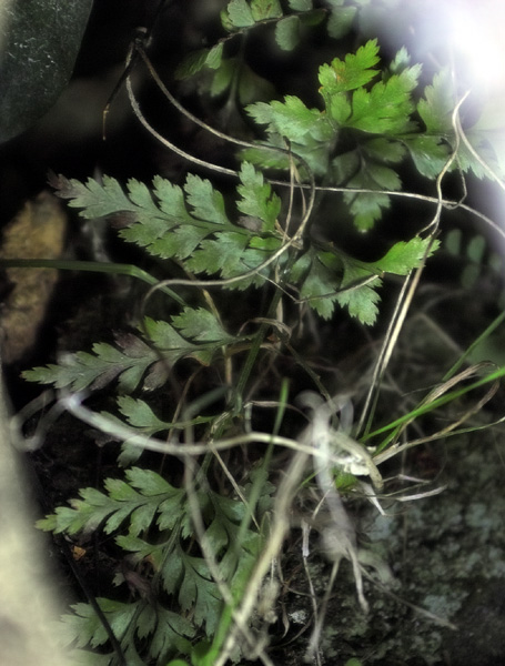 Asplenium cfr. adiantum-nigrum